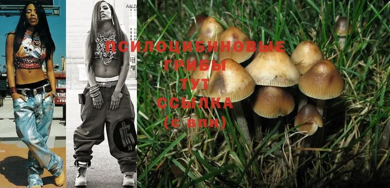 Псилоцибиновые грибы Psilocybe Хотьково